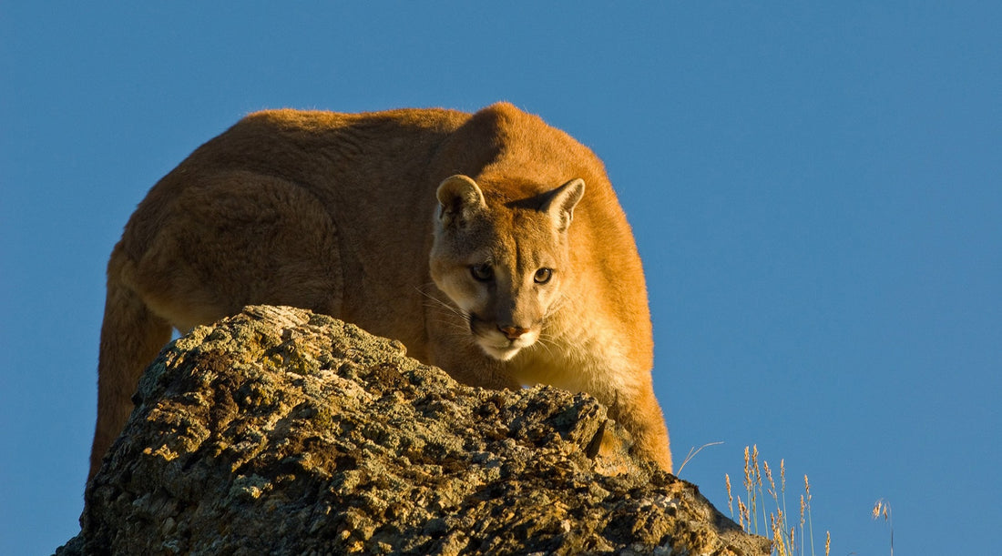 cougar mountain lion safety when hiking