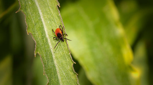 Tips to treat tick bites