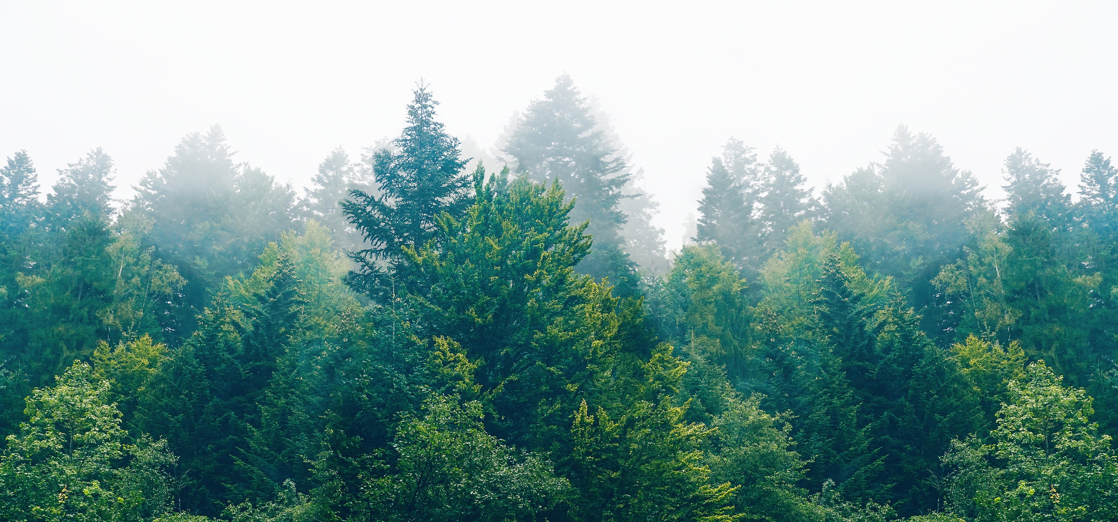 Trees amid the fog
