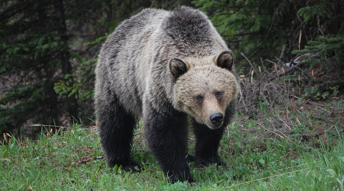bear safety tips when hiking