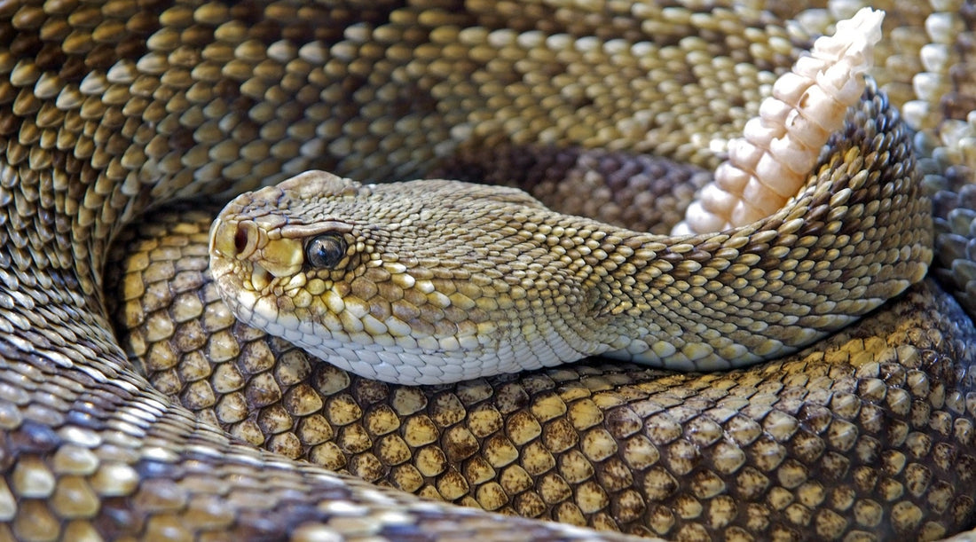 how to survive a snakebite