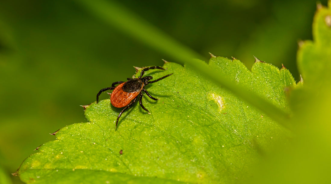 how hikers can prevent tick bites