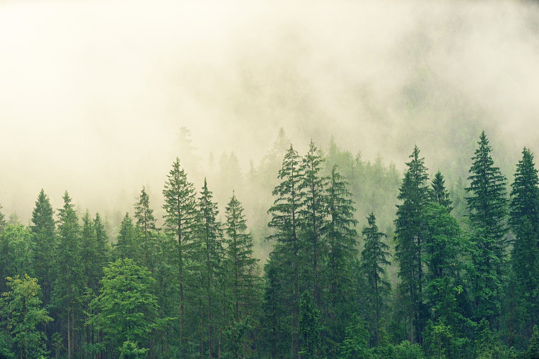 Trees amid the fog